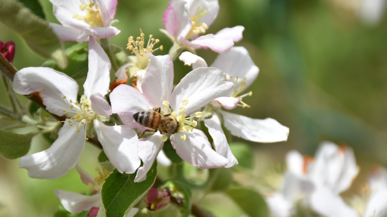 Karaman’da kiralık arılarla, elma ağaçlarında tozlaşma sağlanıyor