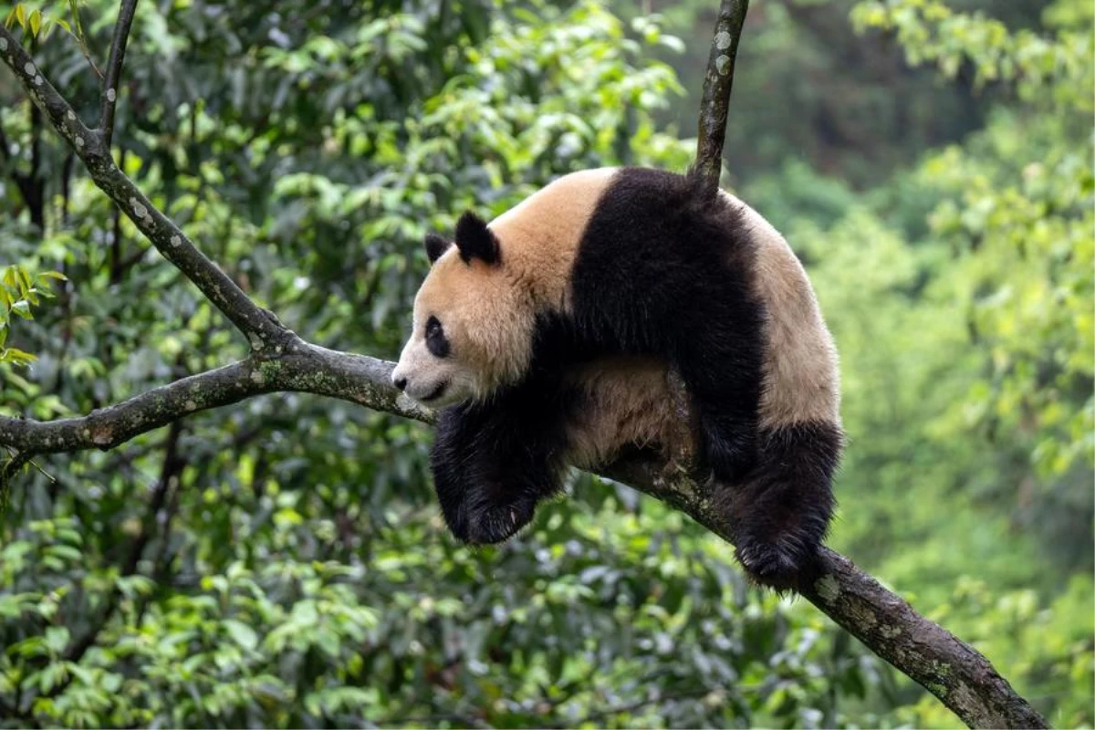 ABD’ye giriş yapan ilk panda çifti San Diego Hayvanat Bahçesi’ne gidiyor