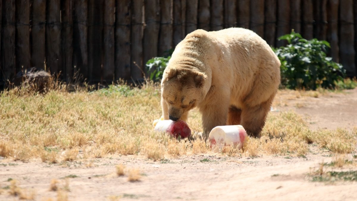 Kayseri’de ayılara buzlu kokteyl