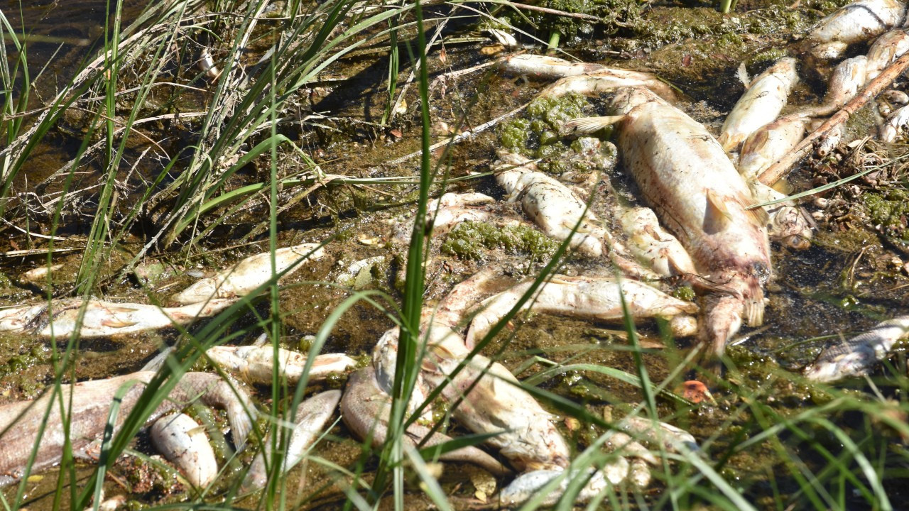 Kızılırmak’ta bu yıl da balık ölümleri başladı
