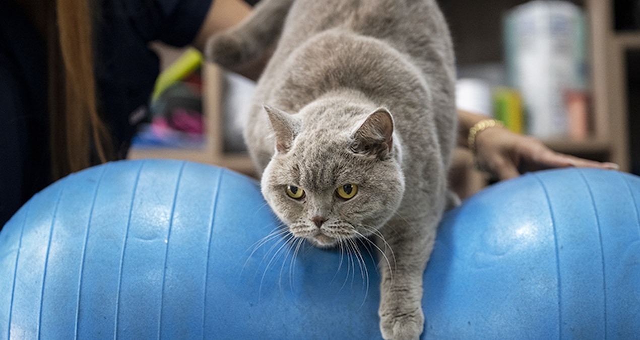 Obez kedi ‘Şiraz’ pilates ve yüzmeyle 6 kilo verdi