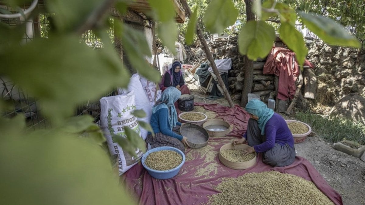 Tunceli’de 1500 dekarda üretilen tescilli dut, köylülerin geçim kaynağı oldu
