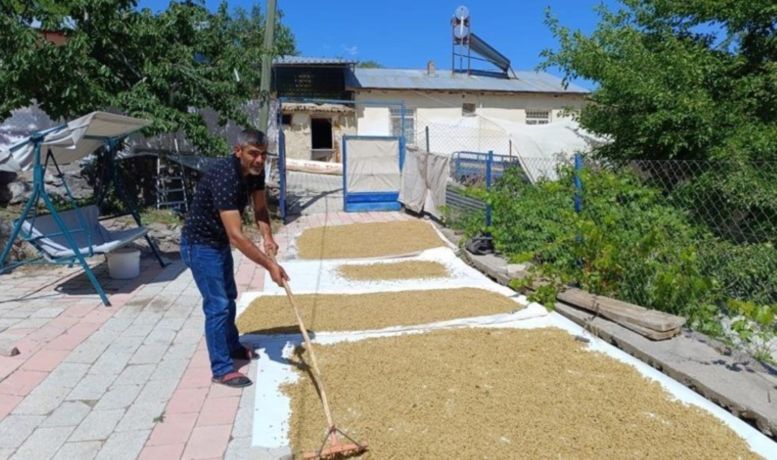 Tunceli’nin köyünden çıkıp dünyaya ihraç ediliyor: Yüzde 70’i dalında kuruyor…