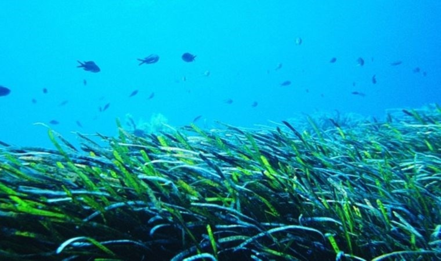 Deniz çayırı nedir? Deniz çayırları koruma altında mı? Deniz çayırının önemi…