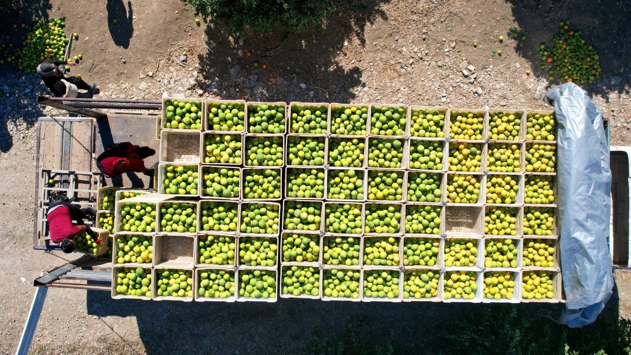 Adana’da portakal hasadı başladı! 371 bin ton verim bekleniyor