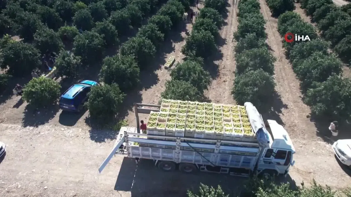 Adana’da Portakal Hasadı Başladı