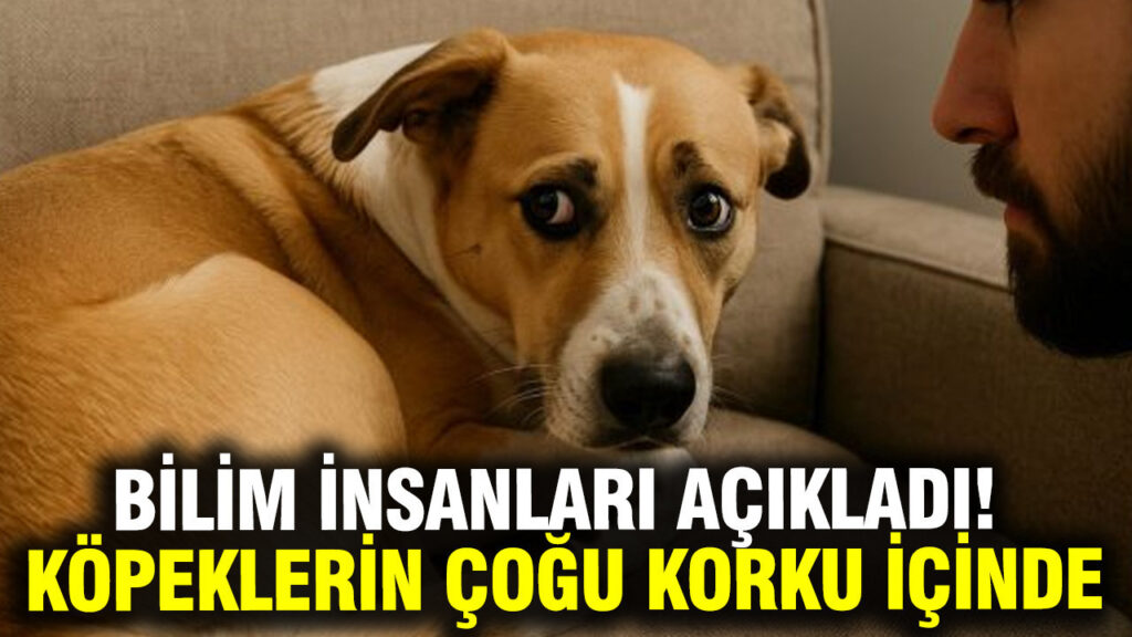Yapılan Araştırma: Köpeklerin Yüzde 84’ü Günlük Hayatta Korku ve Kaygı Yaşıyor
