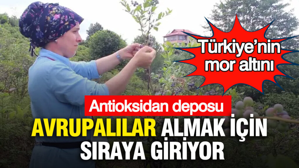 Türkiye’nin Mavi Altını: Avrupa’dan Yoğun Talep Geliyor